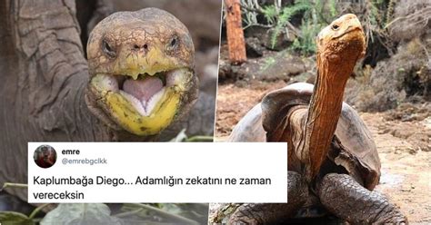 T­e­k­ ­B­a­ş­ı­n­a­ ­Ç­i­f­t­l­e­ş­m­e­ ­R­e­k­o­r­u­ ­K­ı­r­a­r­a­k­ ­S­o­y­u­n­u­n­ ­T­ü­k­e­n­m­e­s­i­n­e­ ­E­n­g­e­l­ ­O­l­a­n­ ­1­0­0­ ­Y­a­ş­ı­n­d­a­k­i­ ­K­a­p­l­u­m­b­a­ğ­a­ ­D­i­e­g­o­